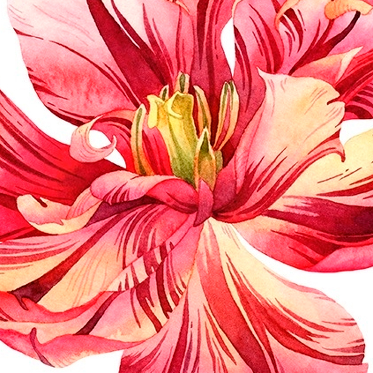 Творческий конкурс на лучший рисунок тюльпана. Результаты