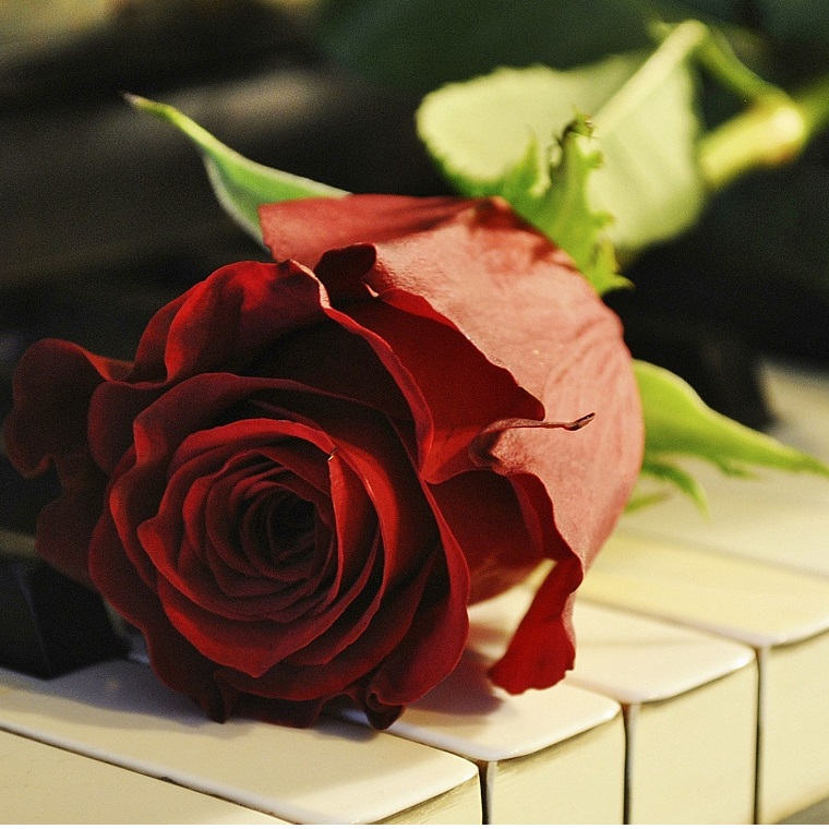 Елагинские вечера. "Мастера — детям": концерт лауреатов Санкт-Петербургского открытого конкурса юных пианистов прошлых лет