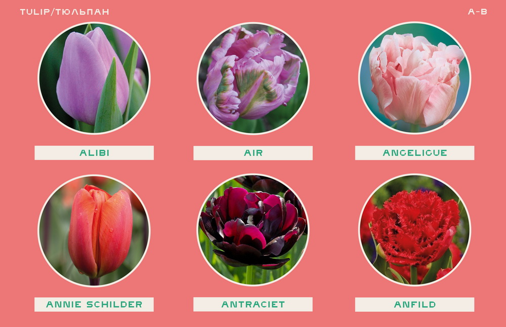 Тюльпаны сорта с фото и названиями каталог