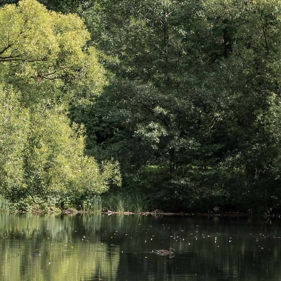 Цикл лекций "За кулисами зеленых насаждений Парка на Елагином острове"