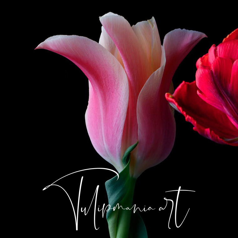 Художественно-документальный фотопроект Tulipmania Art