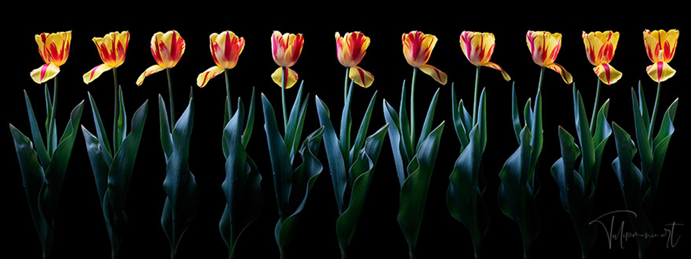 tulip2020_007.jpg