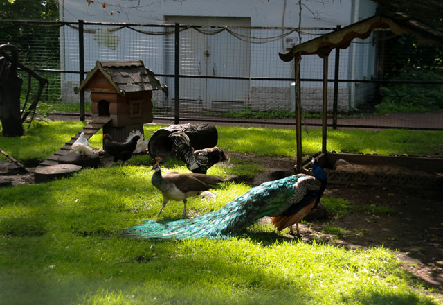5-07.Zoopark.jpg